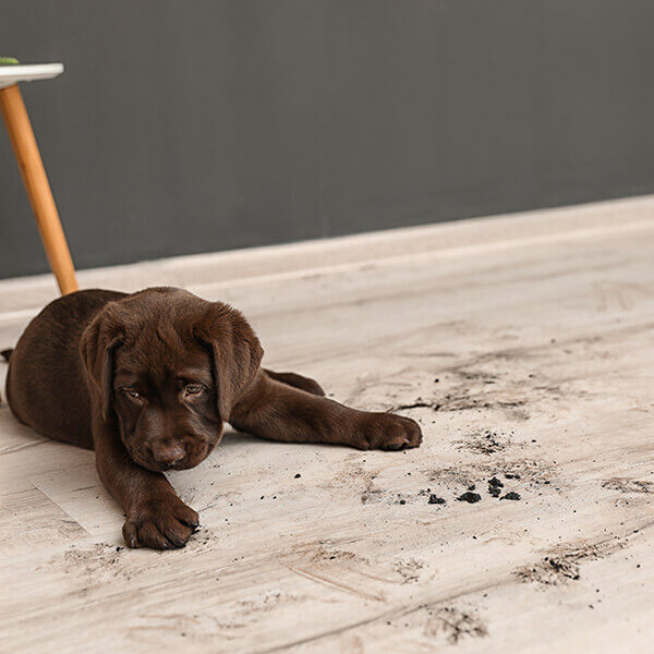 Puppy siting on laminate flooring