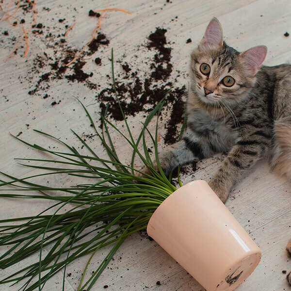 Cat dropped and broke a flower pot with indoor flowers